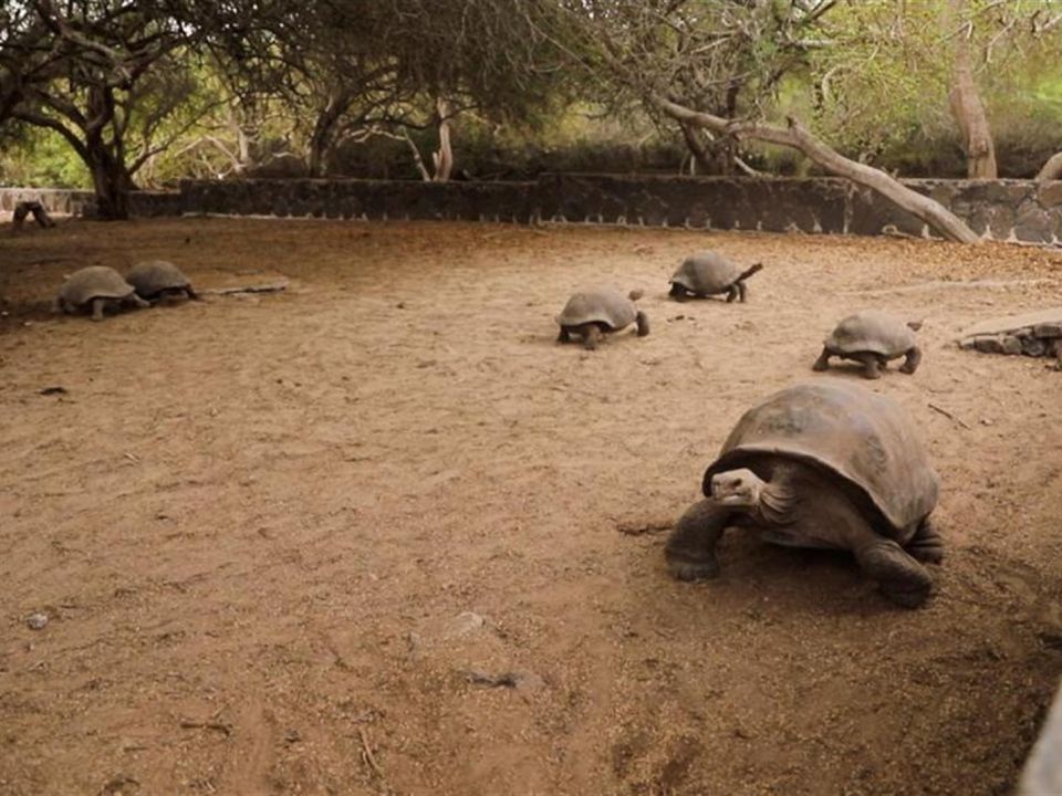 Tortugas Galápagos