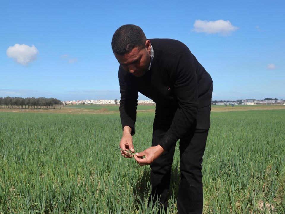 Abderrahim Zrouti, que ha cultivado 300 hectáreas de trigo pero ha perdido toda esperanza en que haya producción este año. Desde su terreno en la localidad rural Sidi Yahya Zaer, en las afueras de Rabat, Zrouti muestra las plantas en una etapa inicial de macolla con talla baja, con la espiga aún dentro del cuello de la planta. A estas alturas del año, el trigo debería ser mucho más alto y las espigas aparecer colgando y bien formadas. Efe/Fatima Zohra Bouaziz
Agricultor