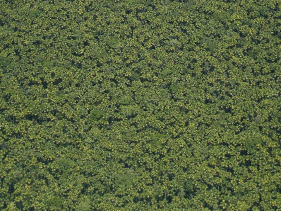 Bosque en Perú