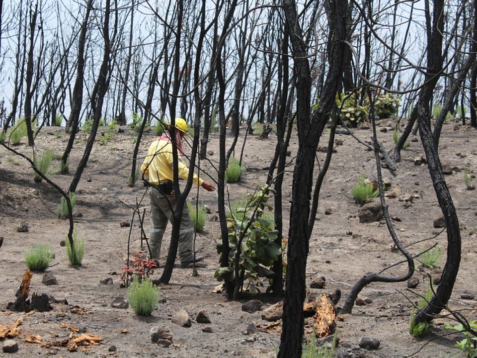 Bosque La Primavera