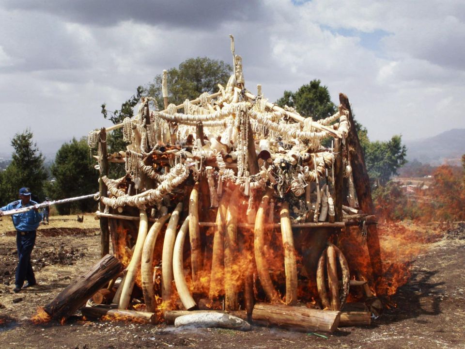 colmillos de elefantes
