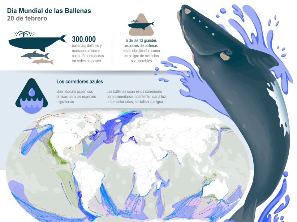 Infografía Ballenas