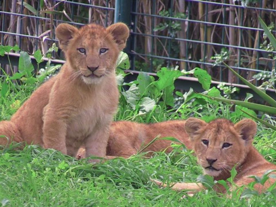 Leones
