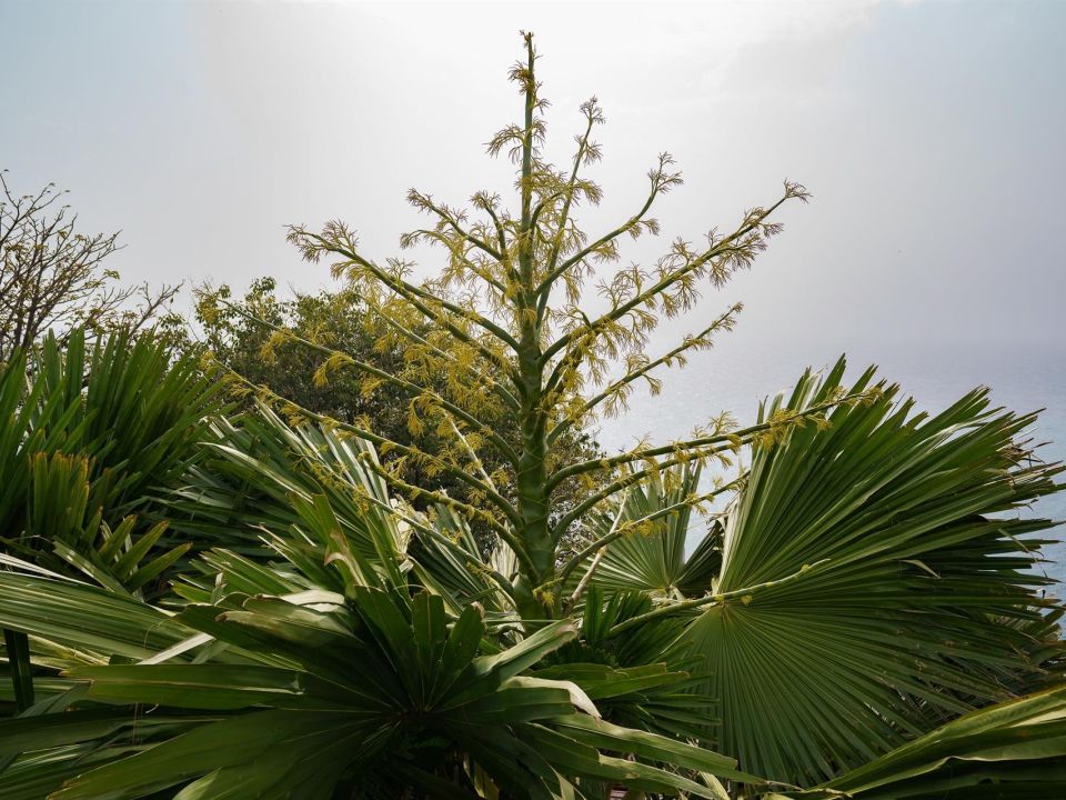 Palmera Corypha 