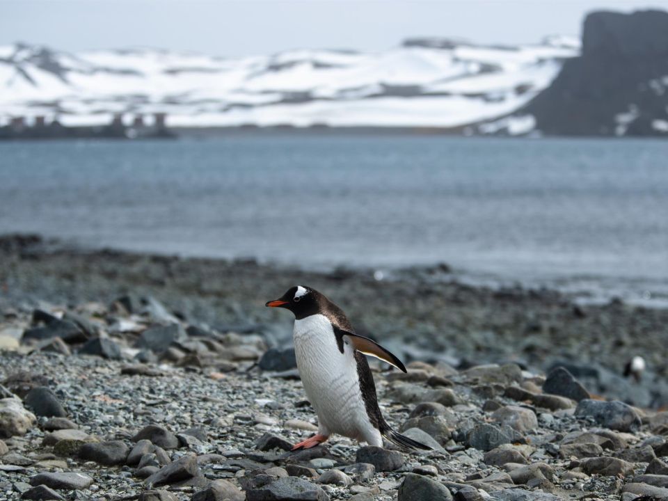 Pingüino papua