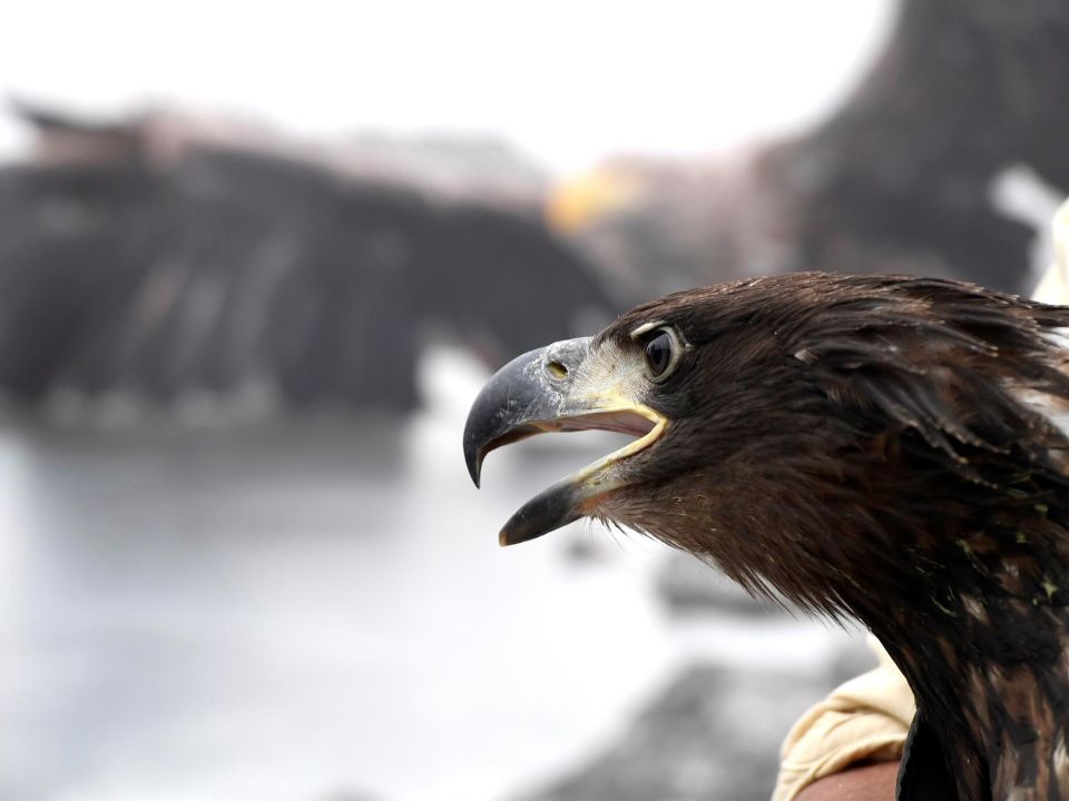 Águila