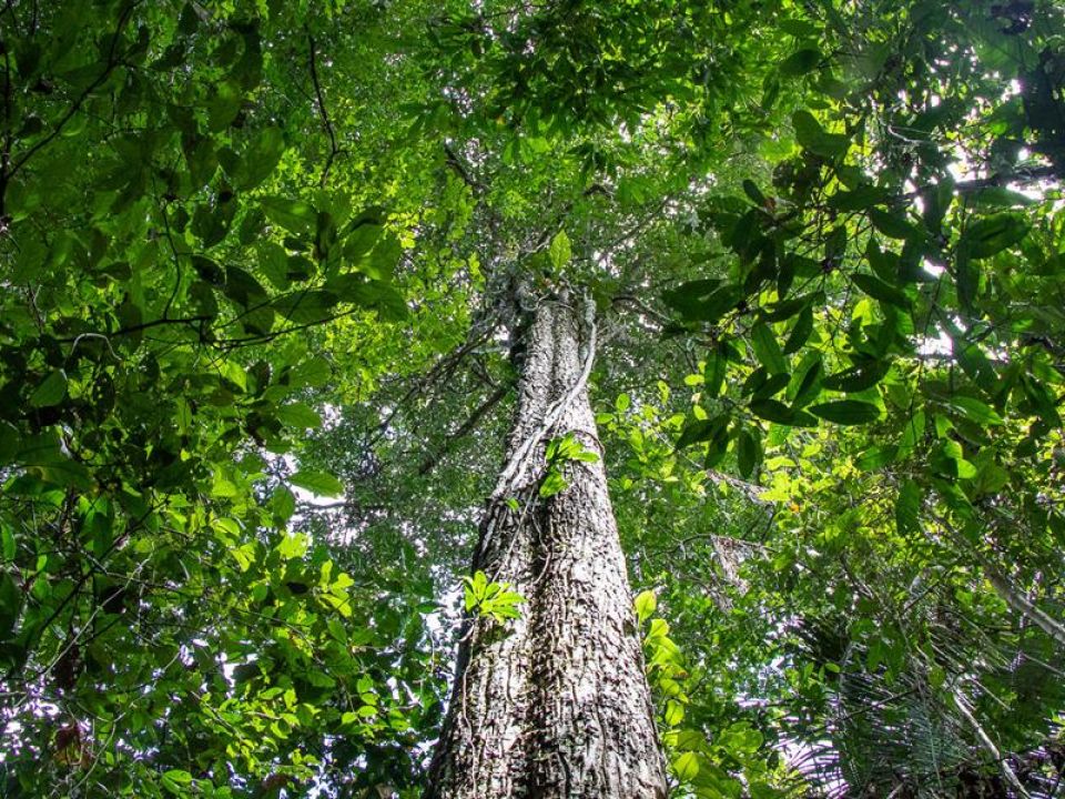 Un árbol Shihuahuaco