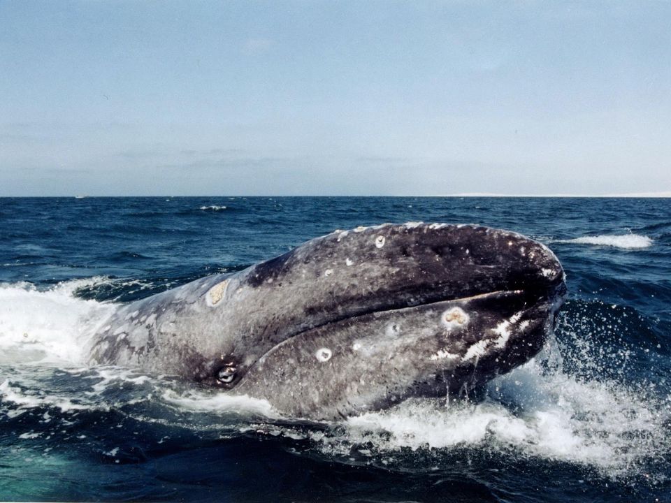 Ballena océano pacífico