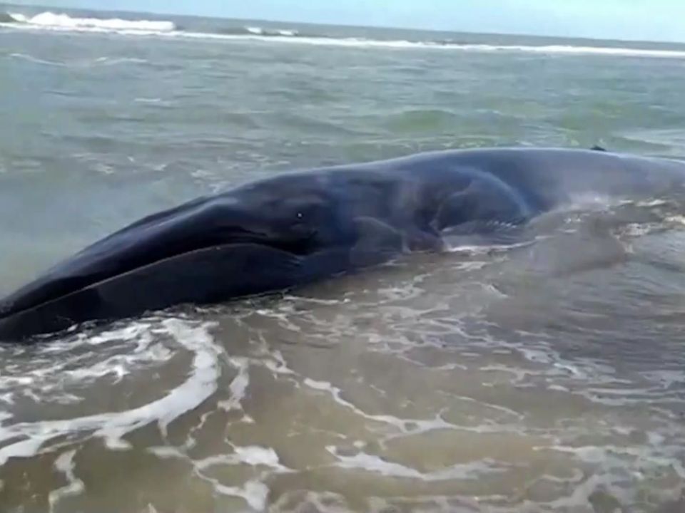 Ballena en Argentina
