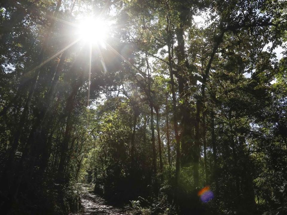 Bosque en Costa Rica