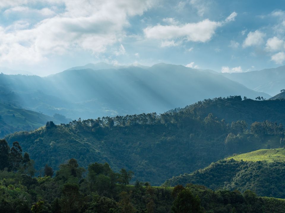 Bosque en Colombia