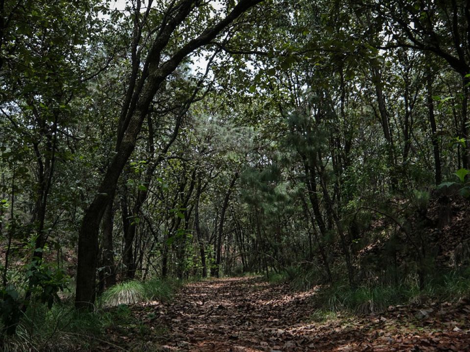 Bosque La Primavera