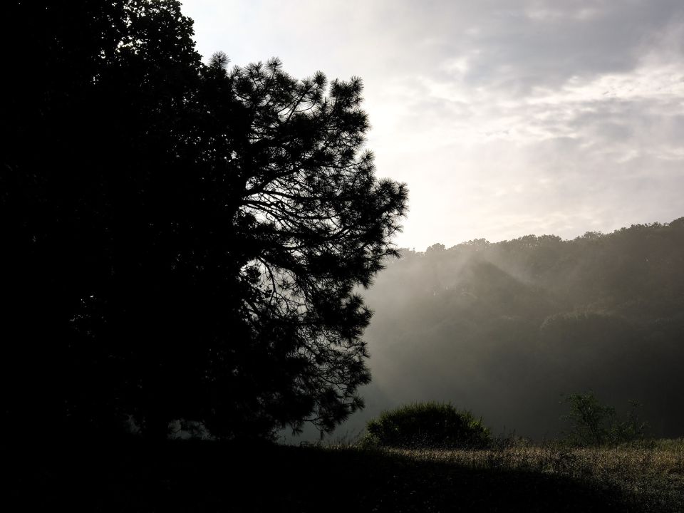 Bosque La Primavera