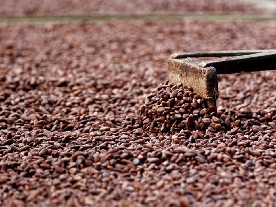 Cacao