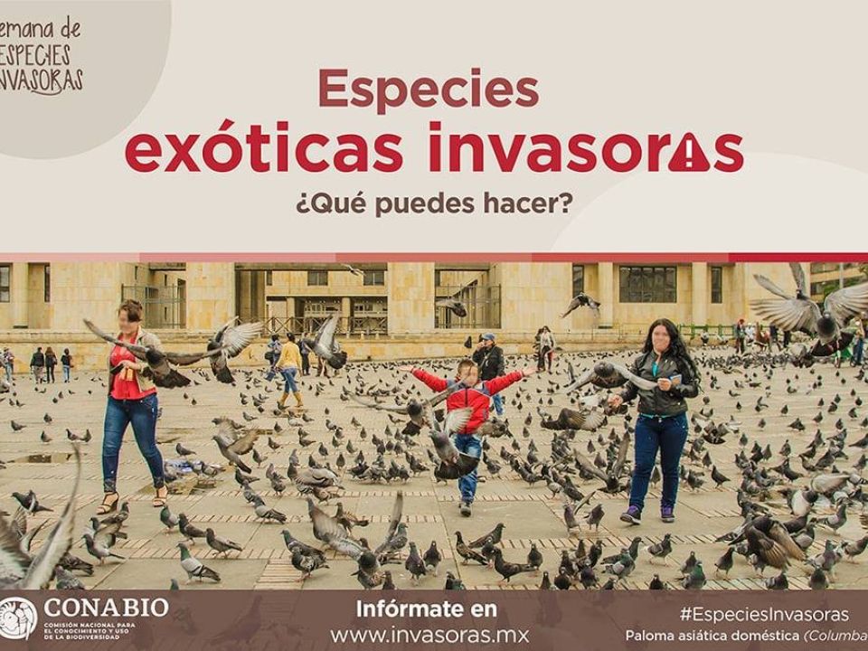 Especies invasoras