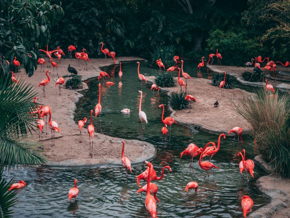 Flamingos