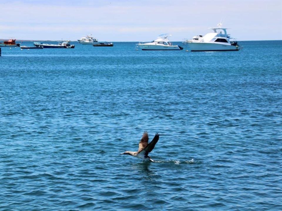 Galápagos