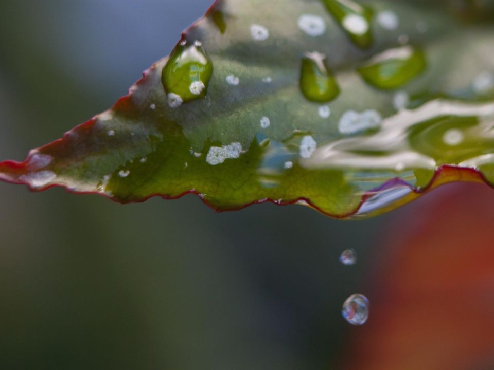 Gotas de agua