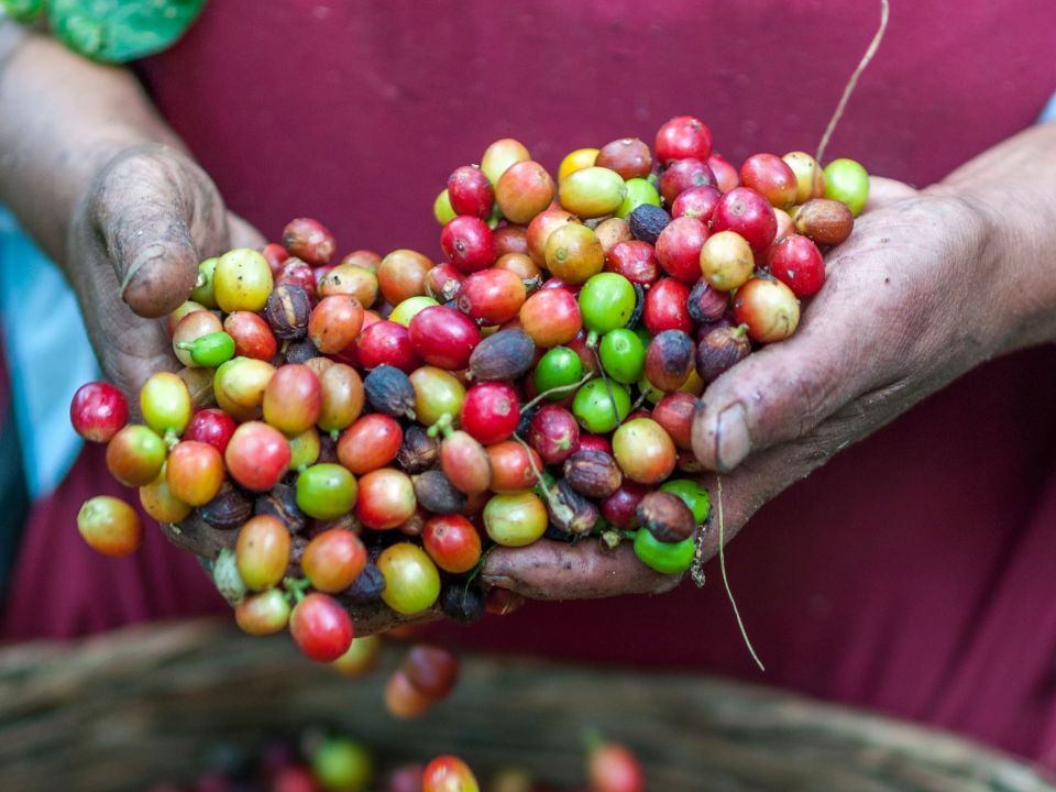 Granos de café