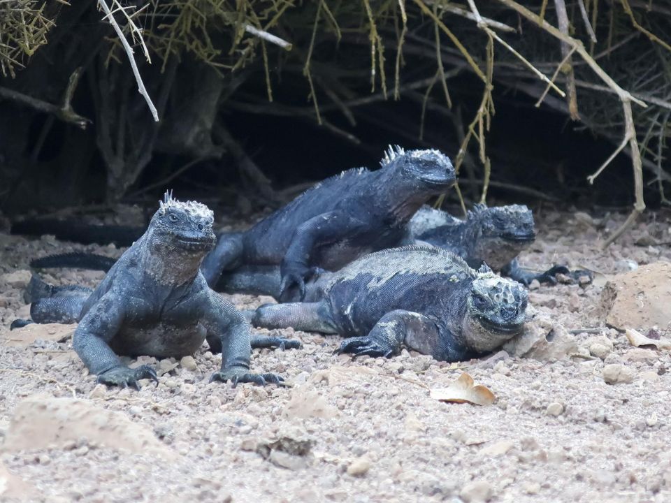 Iguanas marina