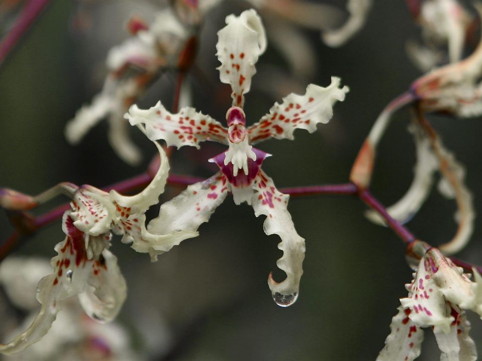 Orquídeas