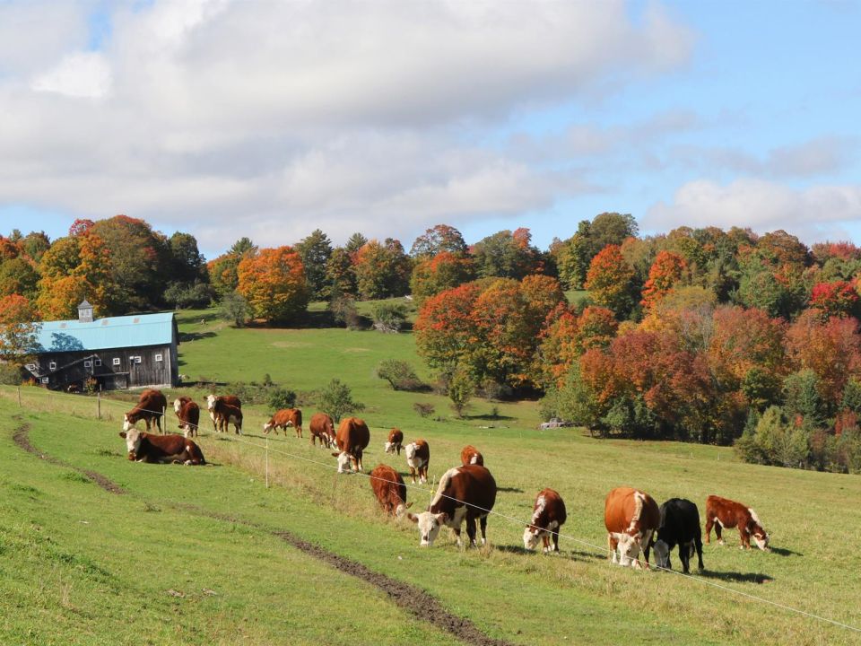 Vacas