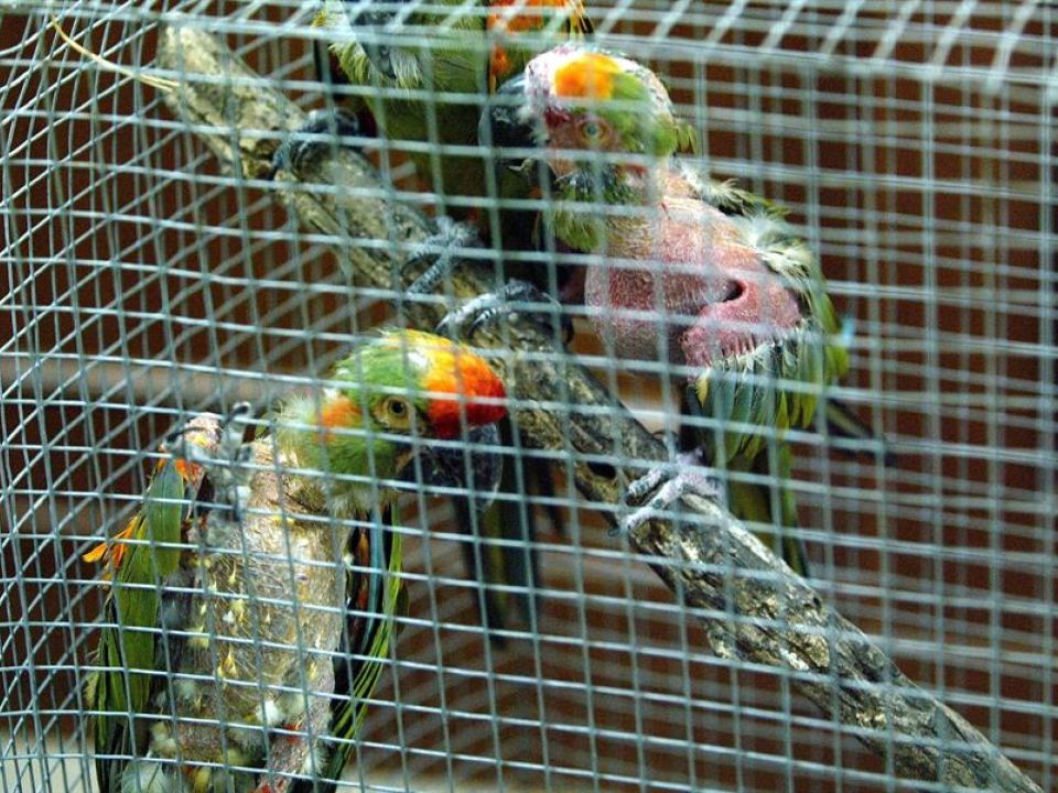 Aves en jaula