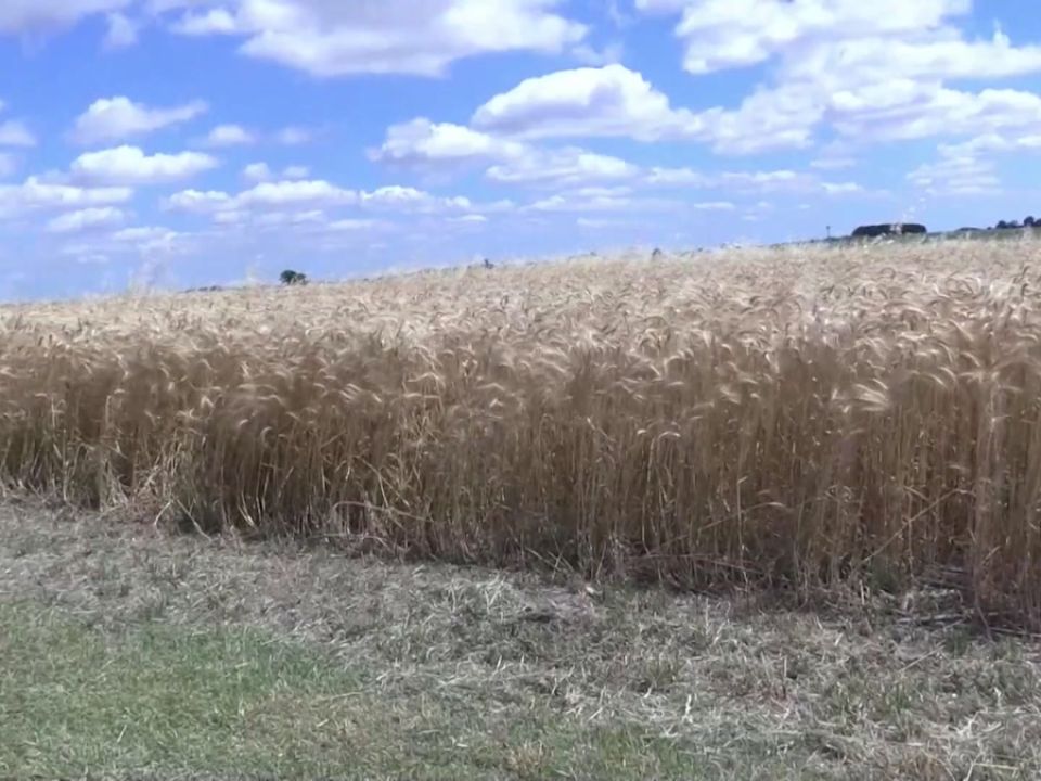 Cultivo