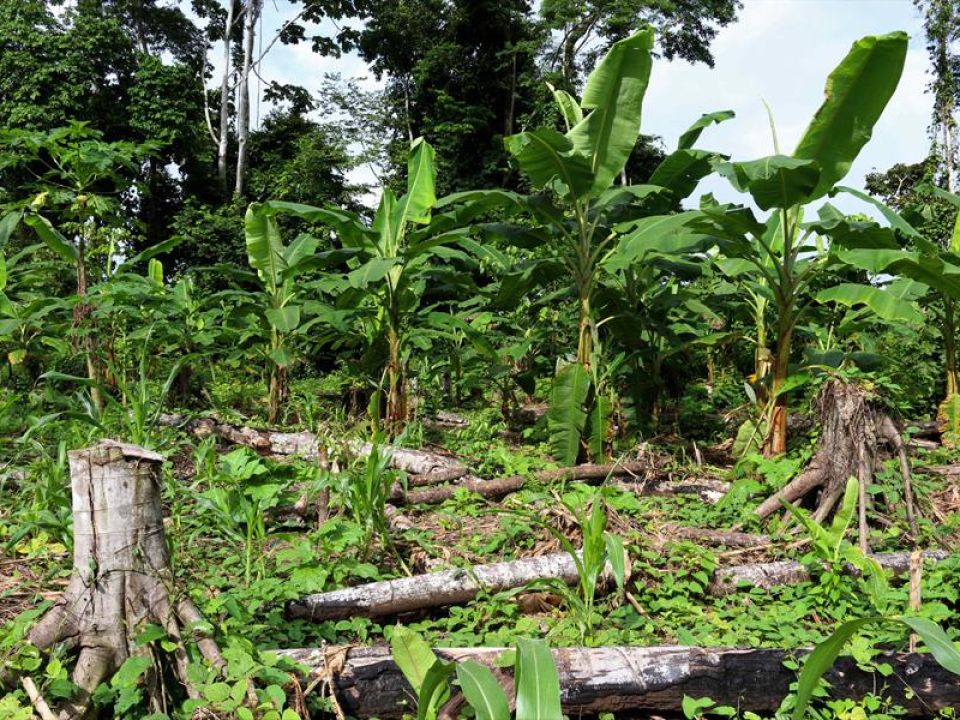 Deforestación en la Amazonía peruana