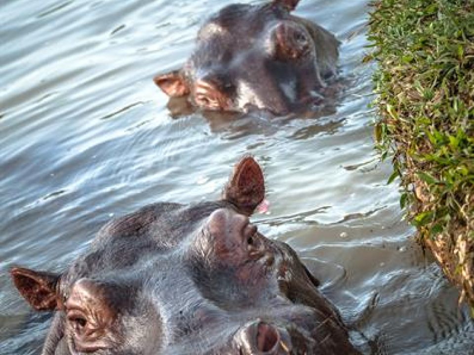 Hipopótamos 
