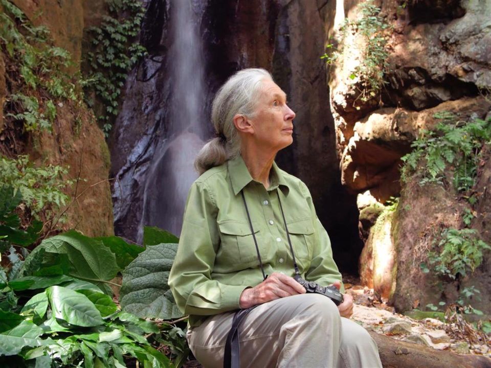 Jane Goodall