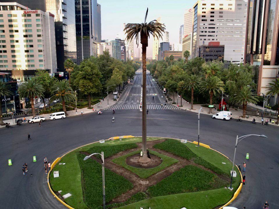 Palmera de reforma