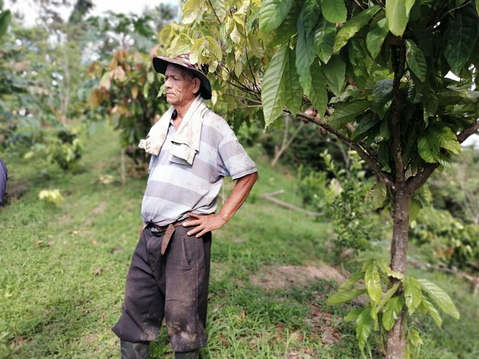 Cultivo de cacao