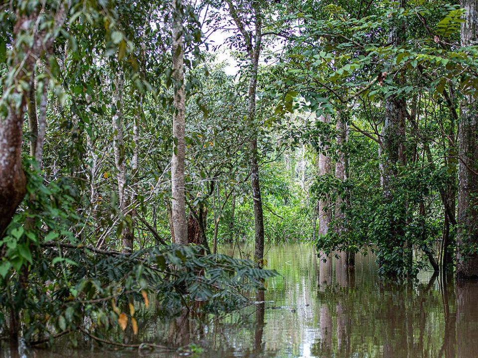 Reserva de Desarrollo Sostenible Mamirauá