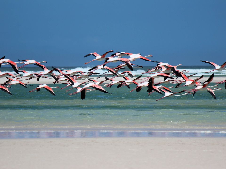 Aves migratorias