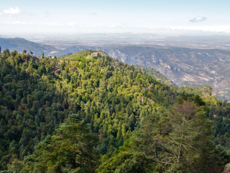 Bosque Smaot