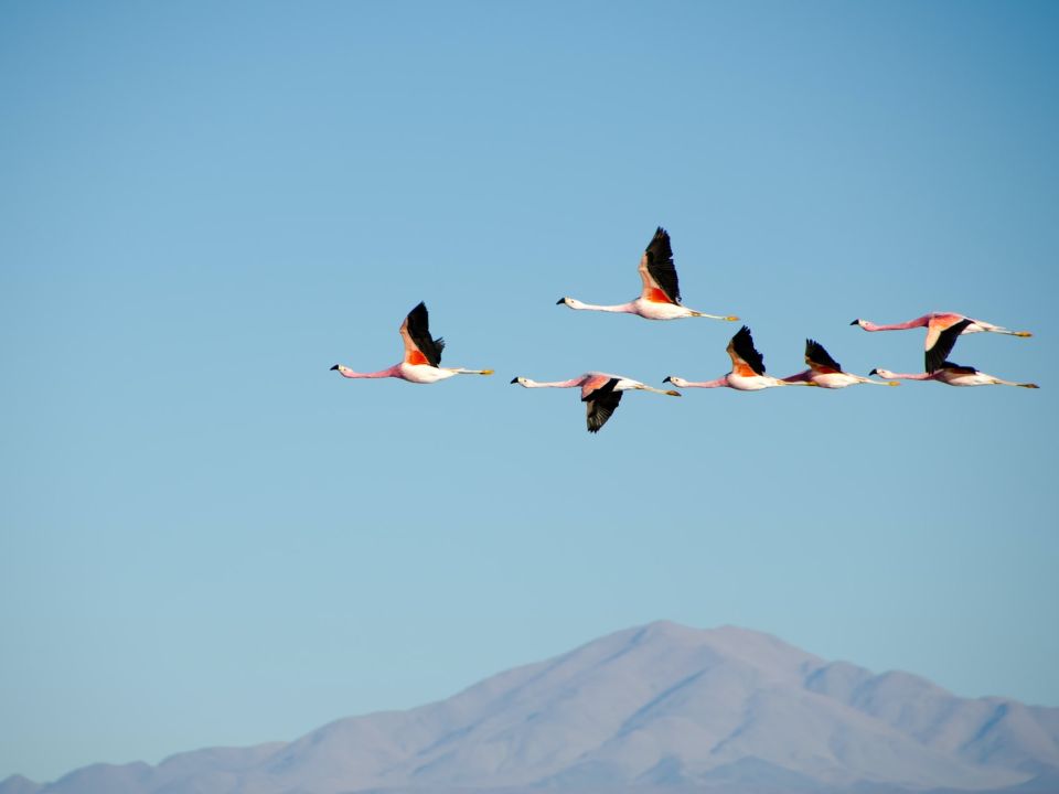 Flamencos