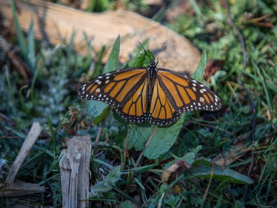 Mariposa Monarca