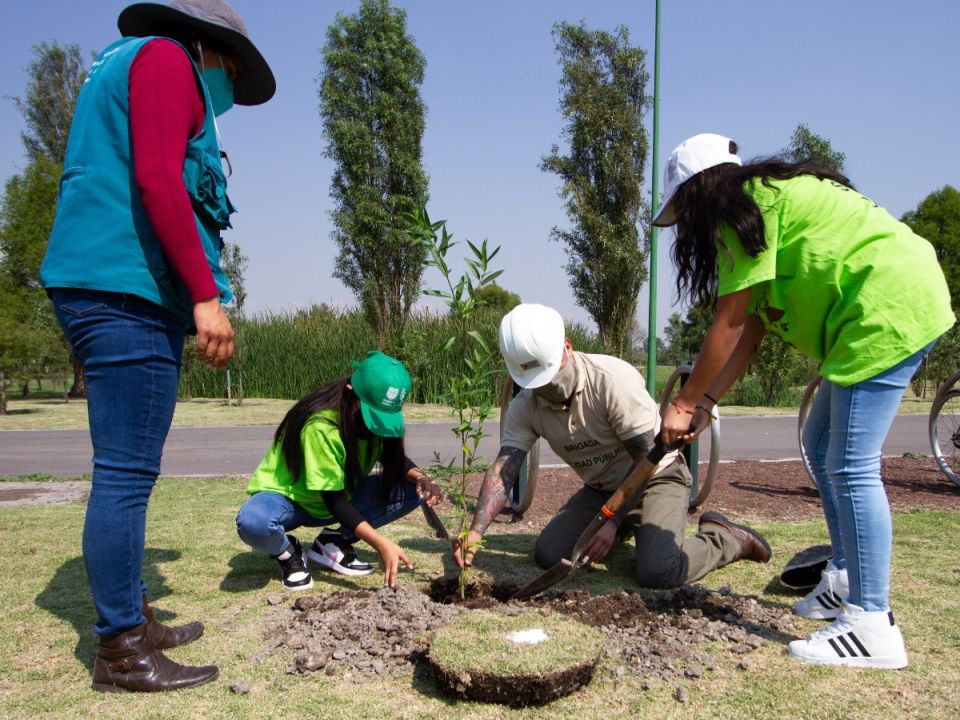 Reforestación