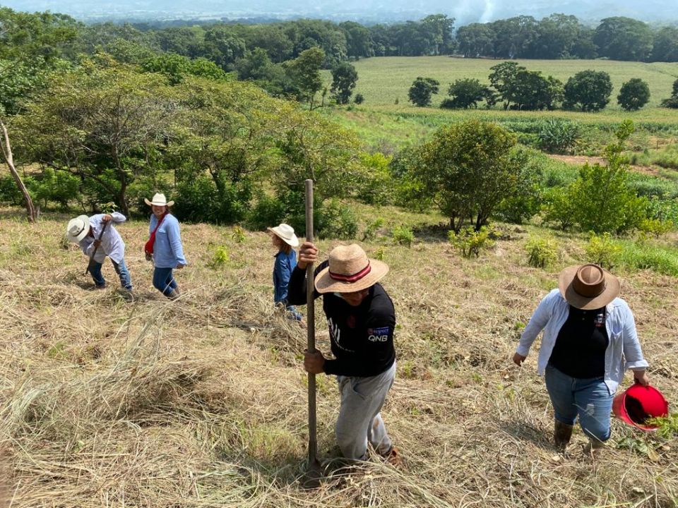 Reforestación