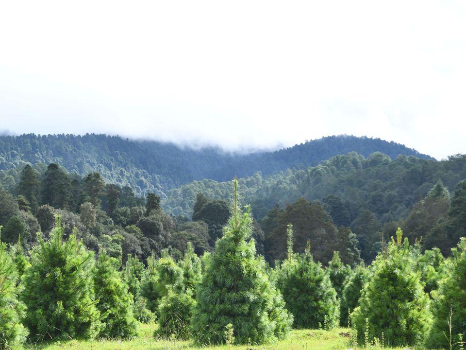 Bosque