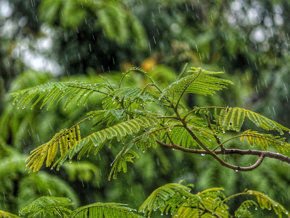 Luvia