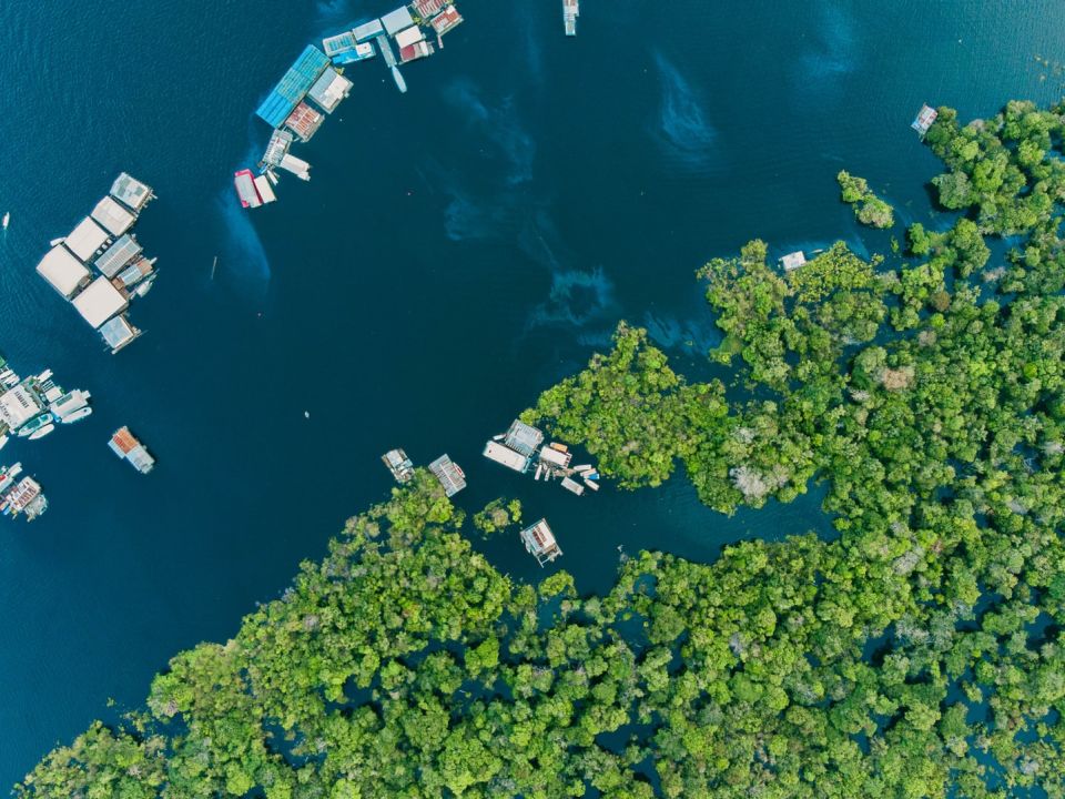 Manglar Brasil