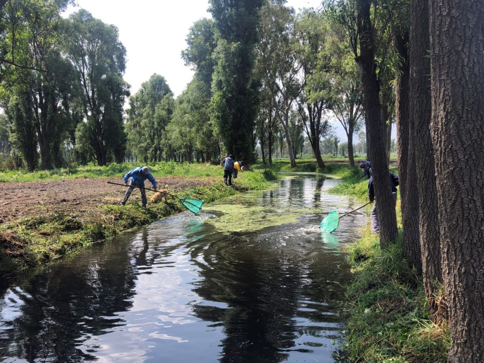 Xochimilco Sedema
