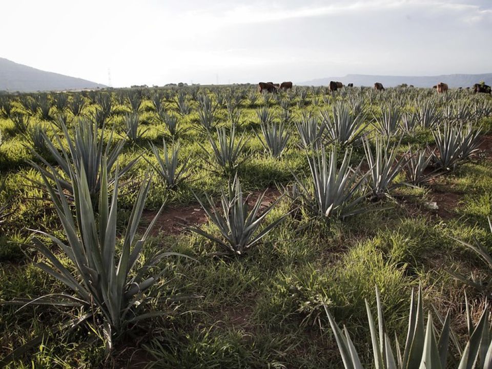 Cultivo de Agave