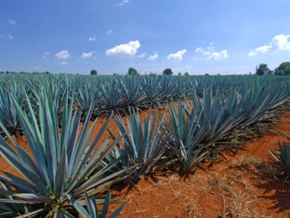 Agave pulquero