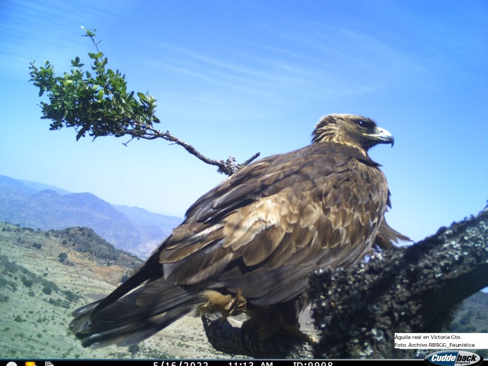 Águila Real