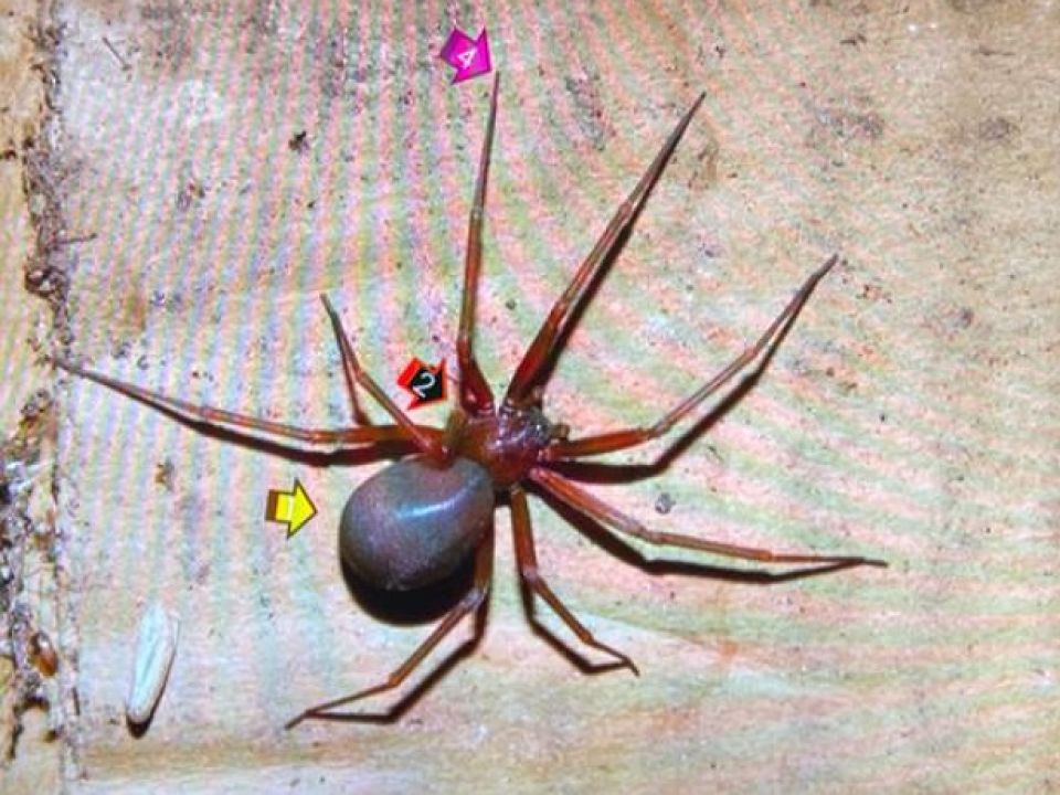 Araña violinista