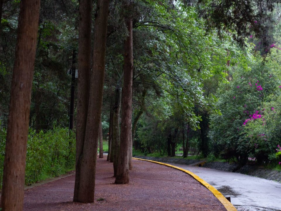 Bosque de Tlalpan