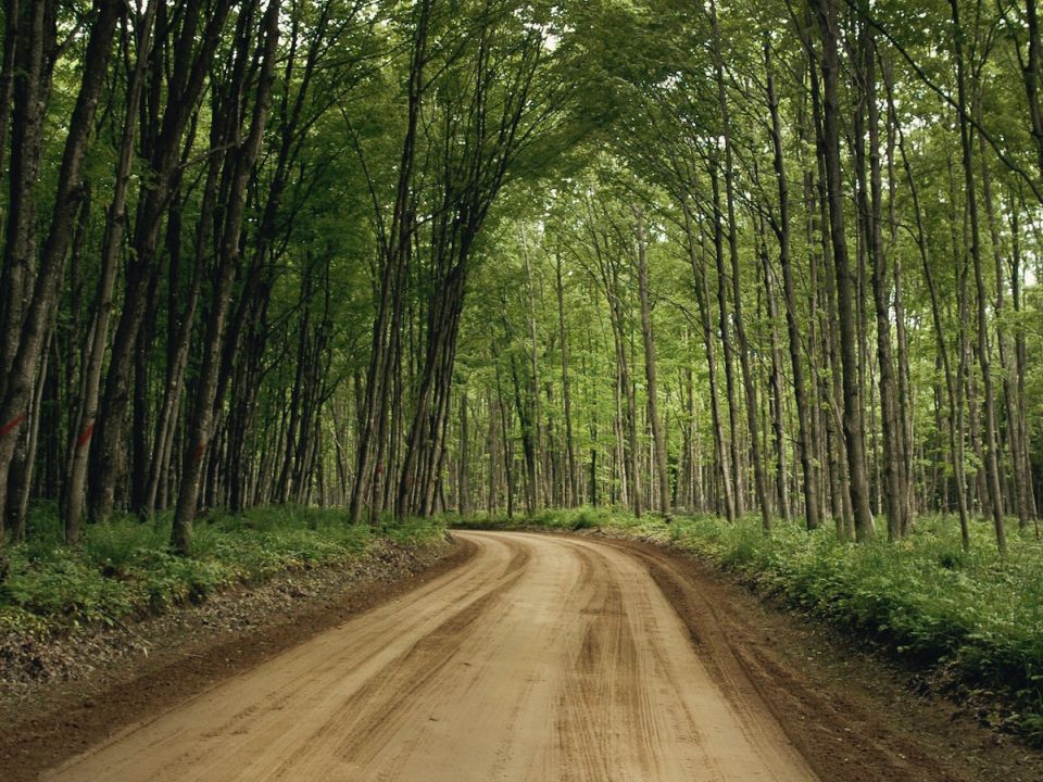 Camino de bosque